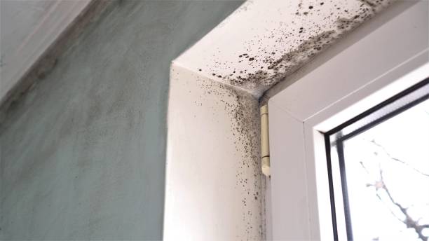 Best Crawl Space Mold Removal  in Glenpool, OK