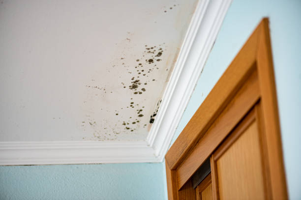 Best Professional Mold Removal  in Glenpool, OK