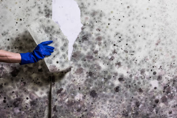 Best Affordable Mold Removal  in Glenpool, OK