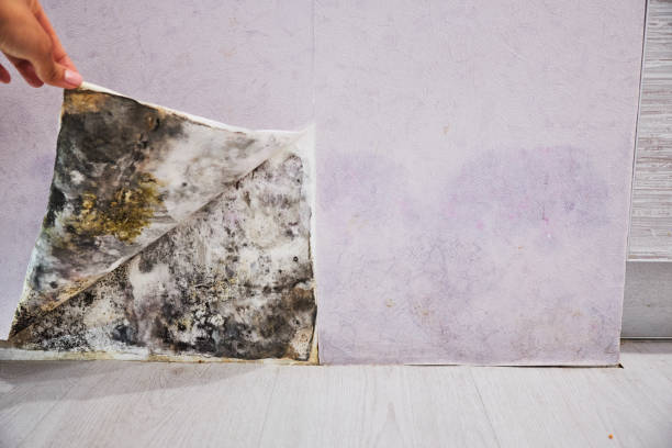 Best Toxic Mold Removal  in Glenpool, OK